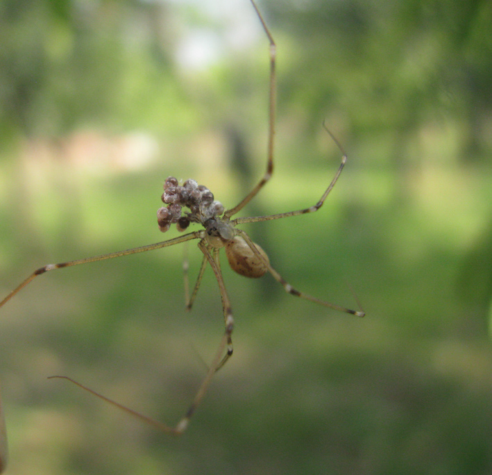 Pholcidae